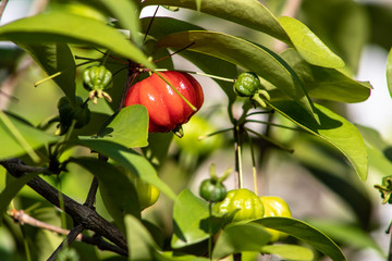Detail of pitanga tree (Eugenia uniflora)  with fruits in Brazil