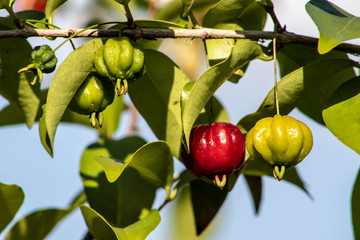 Detail of pitanga tree (Eugenia uniflora)  with fruits in Brazil