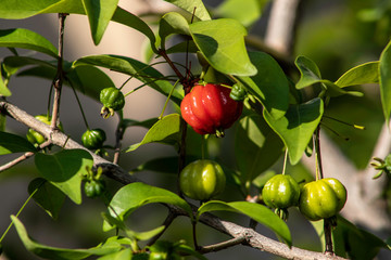 Detail of pitanga tree (Eugenia uniflora)  with fruits in Brazil
