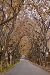 A street covered in trees in fall.