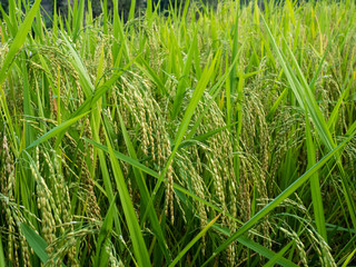 Rice is an economic crop in Asia