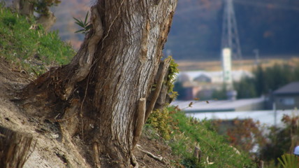 遺跡発掘　神戸市　松原城址