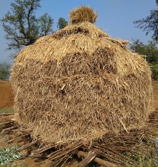 hay pile in farm 