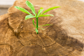 Close-Up Of Small Plant Growing On Tree