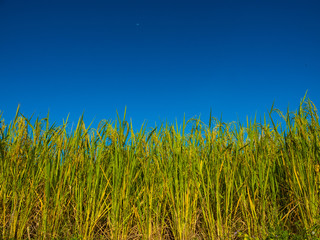 Rice is an economic crop in Asia