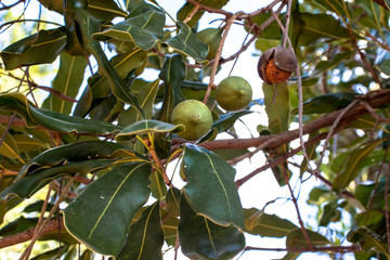 Macadamia nuts on the evergreen tree, macadamia plantation in Brazil