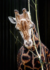 Portrait of an eating giraffe