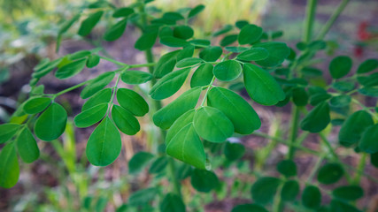 Fototapeta na wymiar Moringa oleifera leaf, one of the plants with properties to kill cancer cells