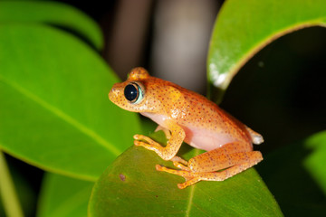 Orange frog from genus Boophis, Andasibe, Madagascar