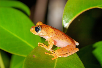 Orange frog from genus Boophis, Andasibe, Madagascar