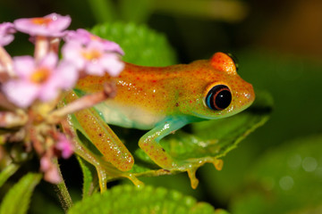 Orange frog from genus Boophis, Andasibe, Madagascar