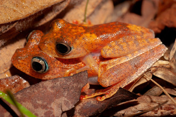 Orange frog from genus Boophis mating, Andasibe, Madagascar
