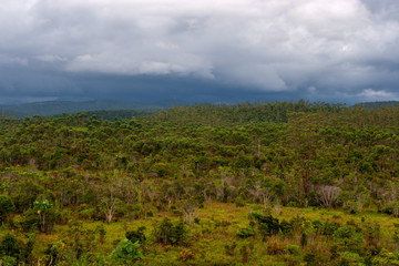 Fototapeta na wymiar Rainforest in around Andasibe in Madagascar