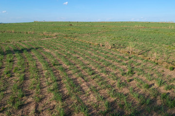 Green sugar cane field on Sao Paulo state, Brazil