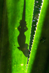 Gecko is hiding on a big tropical leaf, Madagascar