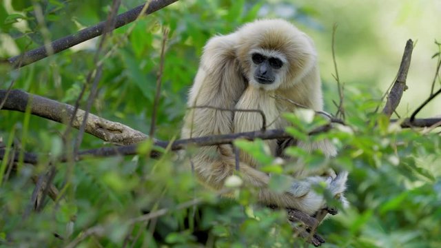White handed gibbon sitting on tree. Common gibbon (Hylobates lar). Lar gibbon have sandy color fur