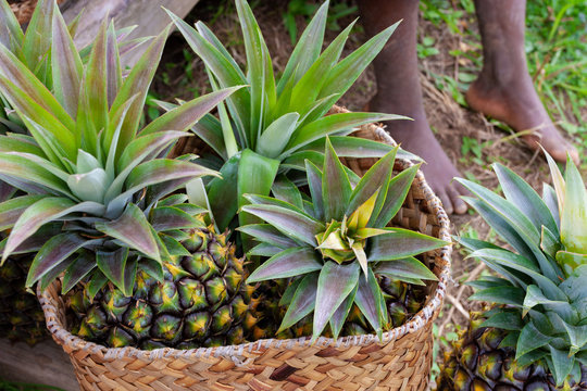 Fresh pineapples in a remote village in rural Madagascar