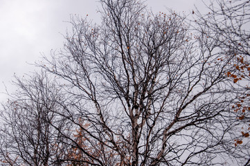 Fototapeta na wymiar Naked birch tree with rare.... Nature landscape