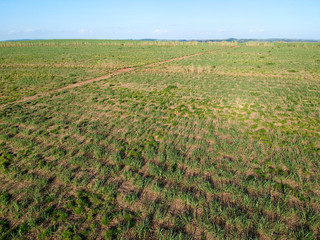 Green sugar cane field on Sao Paulo state, Brazil