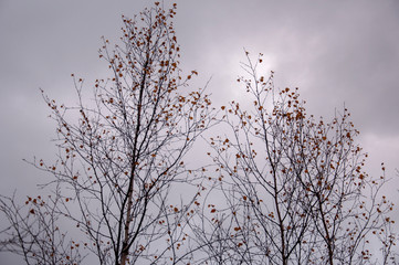  Naked birch tree with rare.... Nature landscape