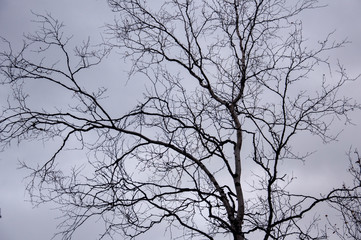  Naked birch tree with rare.... Nature landscape