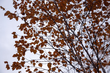  Naked birch tree with rare.... Nature landscape