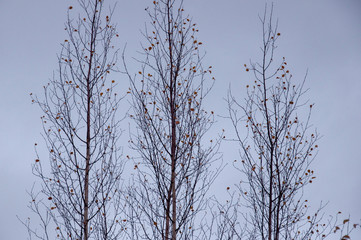  Naked birch tree with rare.... Nature landscape