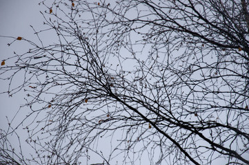  Naked birch tree with rare.... Nature landscape