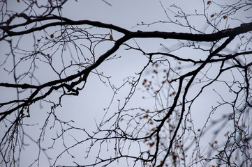 Fototapeta na wymiar Naked birch tree with rare.... Nature landscape