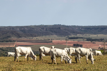 Naklejka na ściany i meble herd of nelore cattle grazing in a meadow
