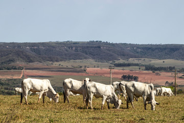 Fototapeta premium Nelore herd cattle on pasture in Brazil 