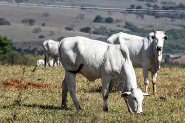 Obraz premium Nelore herd cattle on pasture in Brazil 