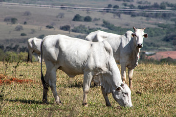 Obraz na płótnie Canvas nelore cattle on pasture in Brazil