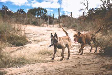 Amigos, un par de perros jugando y siendo felices en los cerros.