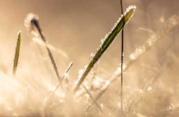 Snowflakes on dry grass in the morning
