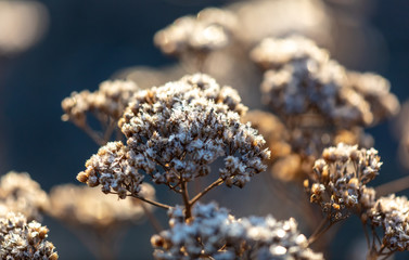 Snowflakes on dry grass in the morning