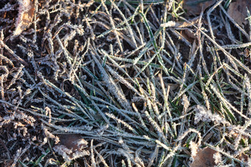 Snowflakes on dry grass in the morning