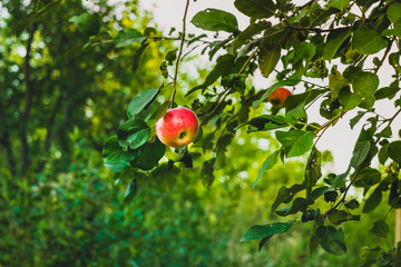 Red ripe apple on a background of green foliage in a summer garden
