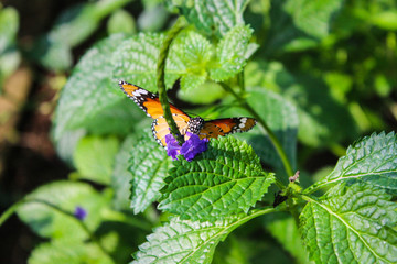 butterfly on a leaf