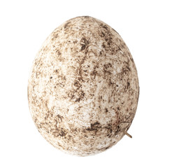 Fresh chicken eggs in poop on a white background