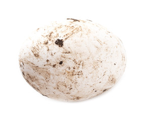Fototapeta na wymiar Fresh chicken eggs in poop on a white background