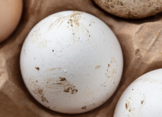 Fresh chicken eggs in industrial mud as a background