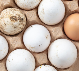 Fresh chicken eggs in industrial mud as a background