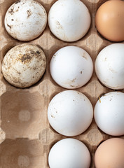 Fresh chicken eggs in industrial mud as a background