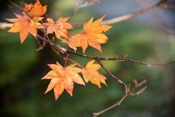 Close-up maple leaves in the forest on green background