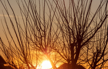 Fototapeta premium Tree branches on a sunset background