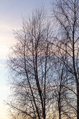 Obraz na płótnie Canvas Tree branches on a sunset background