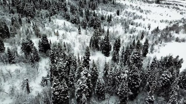 Winter forest snow fields landscape aerial views