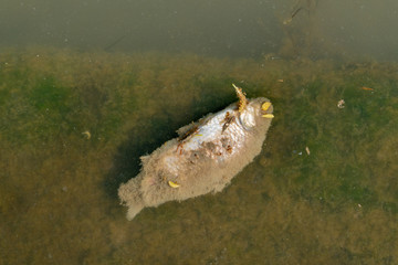 Dead fish floated in the dark water, water pollution