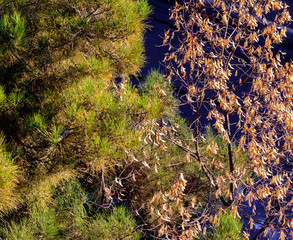Beautiful fog-shrouded virgin forest with early morning sun. Sun rays protruding through the fog...